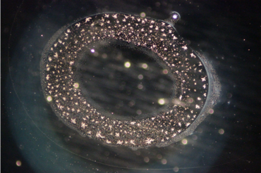 Matrix Drops fusione fredda