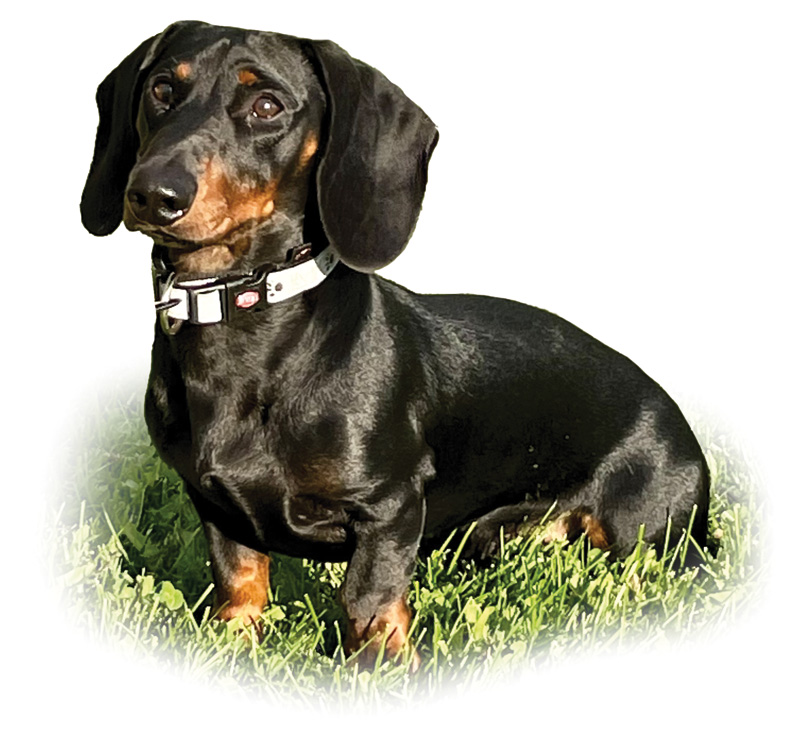 Matrix Drops per animali