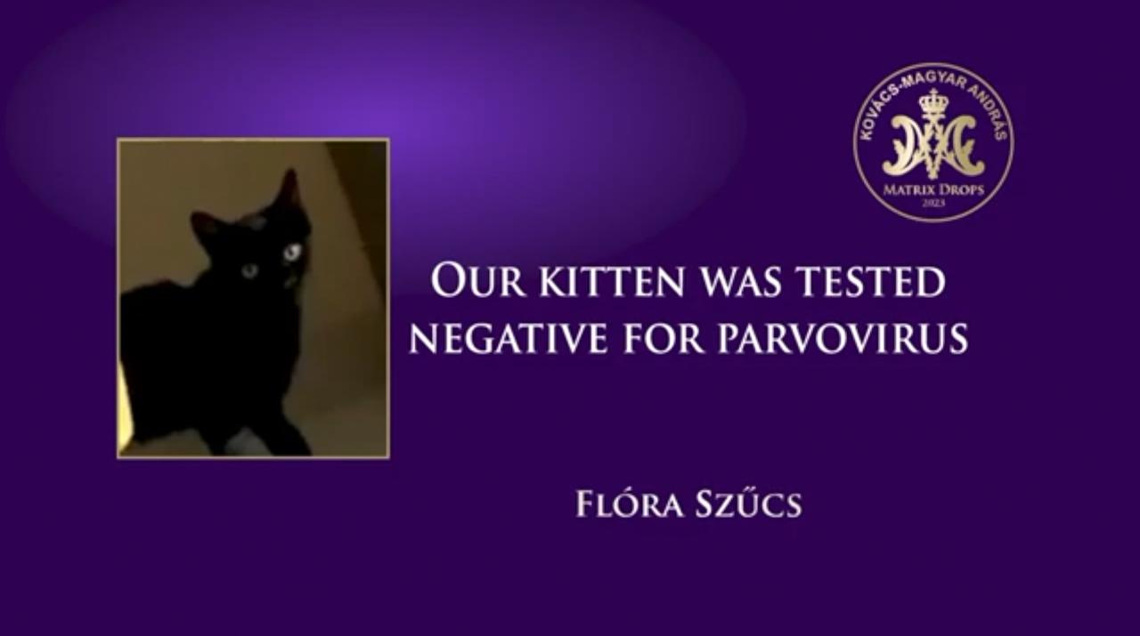 Il nostro gattino è risultato negativo al parvovirus
